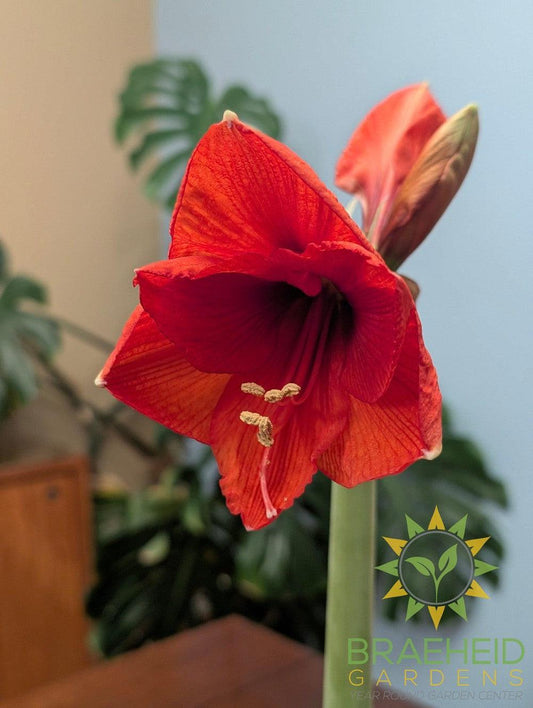 Sugar Dusted Amaryllis