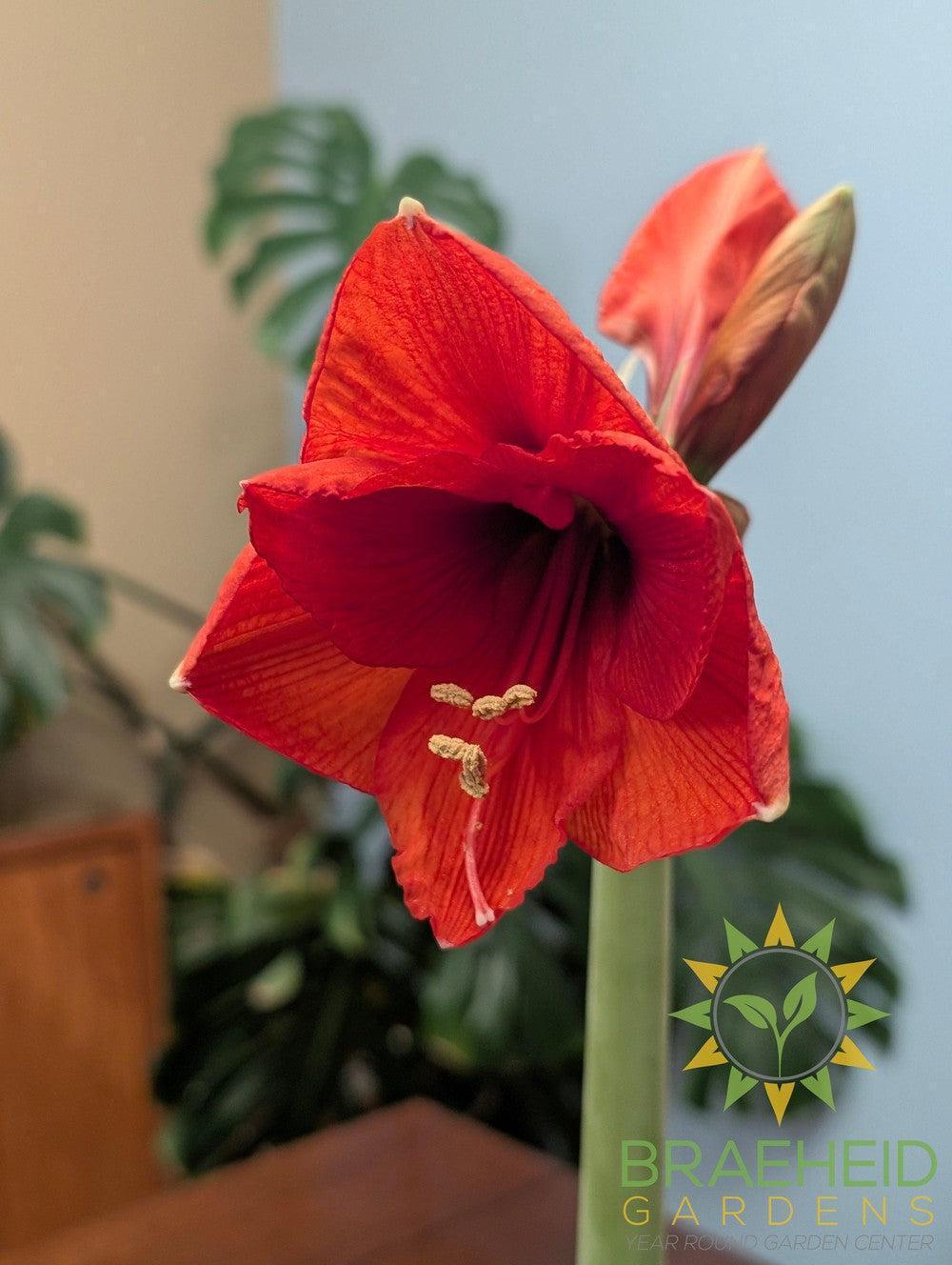 Snowman Amaryllis