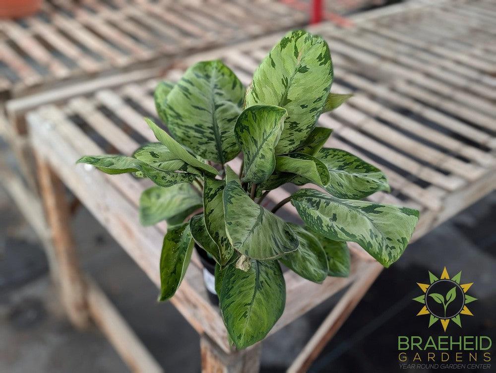 Homalomena Camouflage