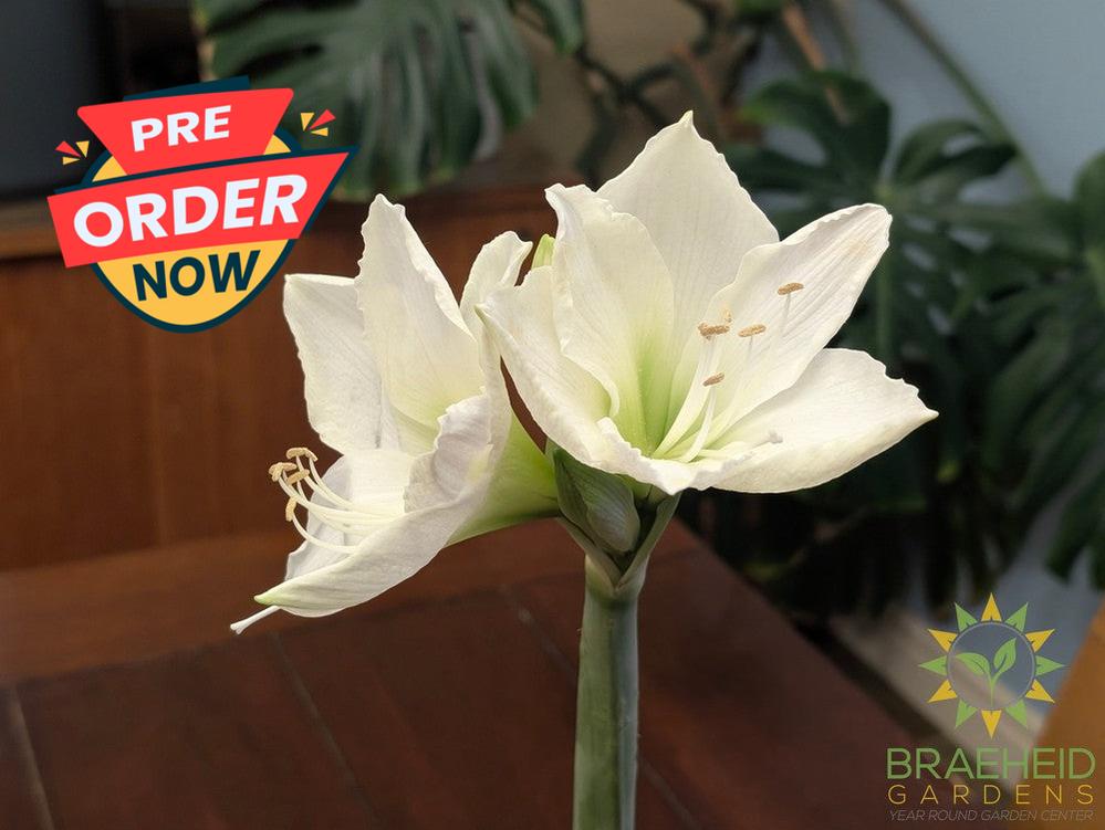 Amaryllis Bulb Gift Box - NO SHIP -