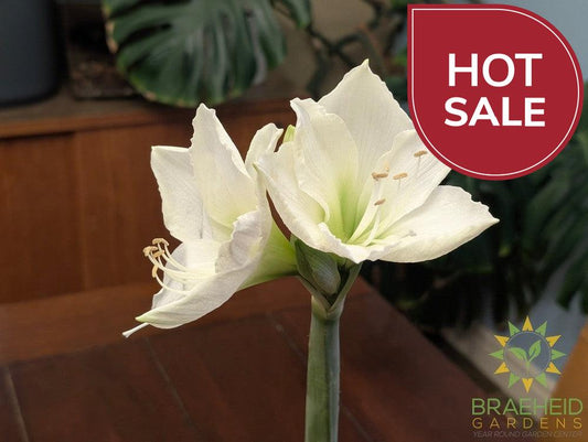 Amaryllis Bulb Gift Box - NO SHIP -