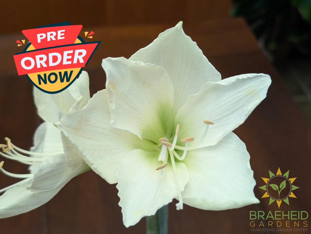 Amaryllis Bulb Gift Box - NO SHIP -