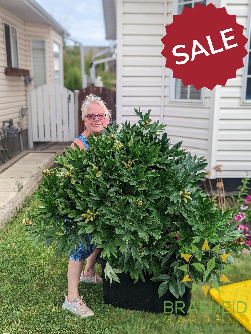 Yellow Crown Peony - NO SHIP -