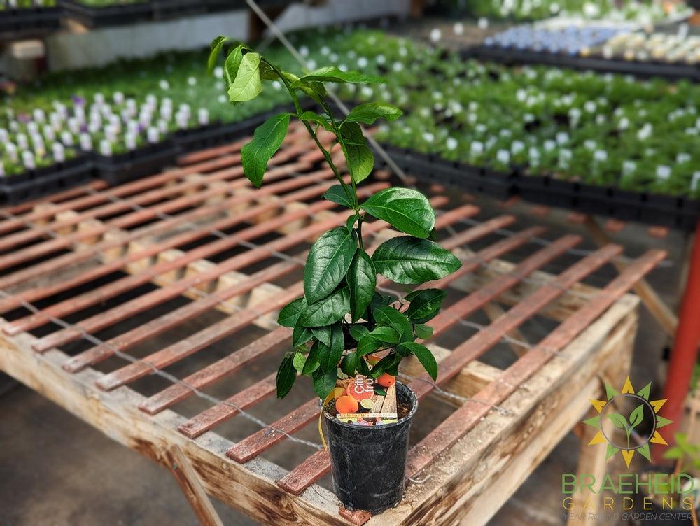 Meyer Lemon Citrus Plant - NO SHIP -