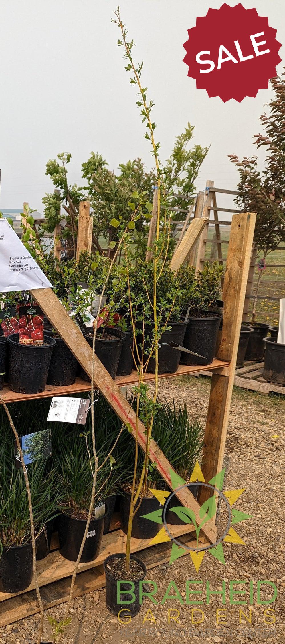 Golden Willow Tree- Tree for sale, Grown in Grande Prairie -Braeheid Gardens Ltd. on Emerson Trail
