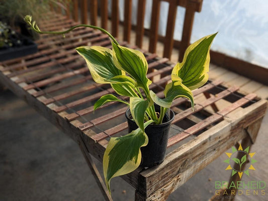 Hosta 'Victory' -NO SHIP -