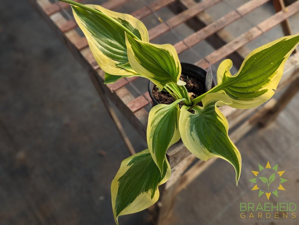 Hosta 'Victory' -NO SHIP -
