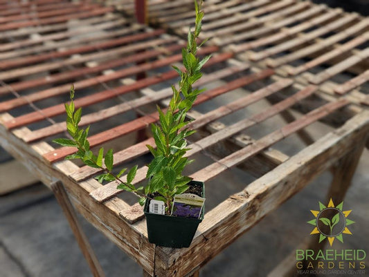 Balloon Flower Double Blue - NO SHIP -