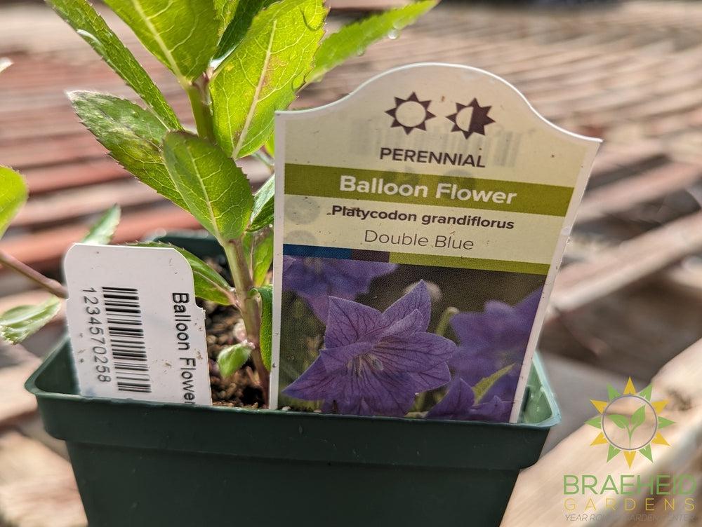 Balloon Flower Double Blue - NO SHIP -
