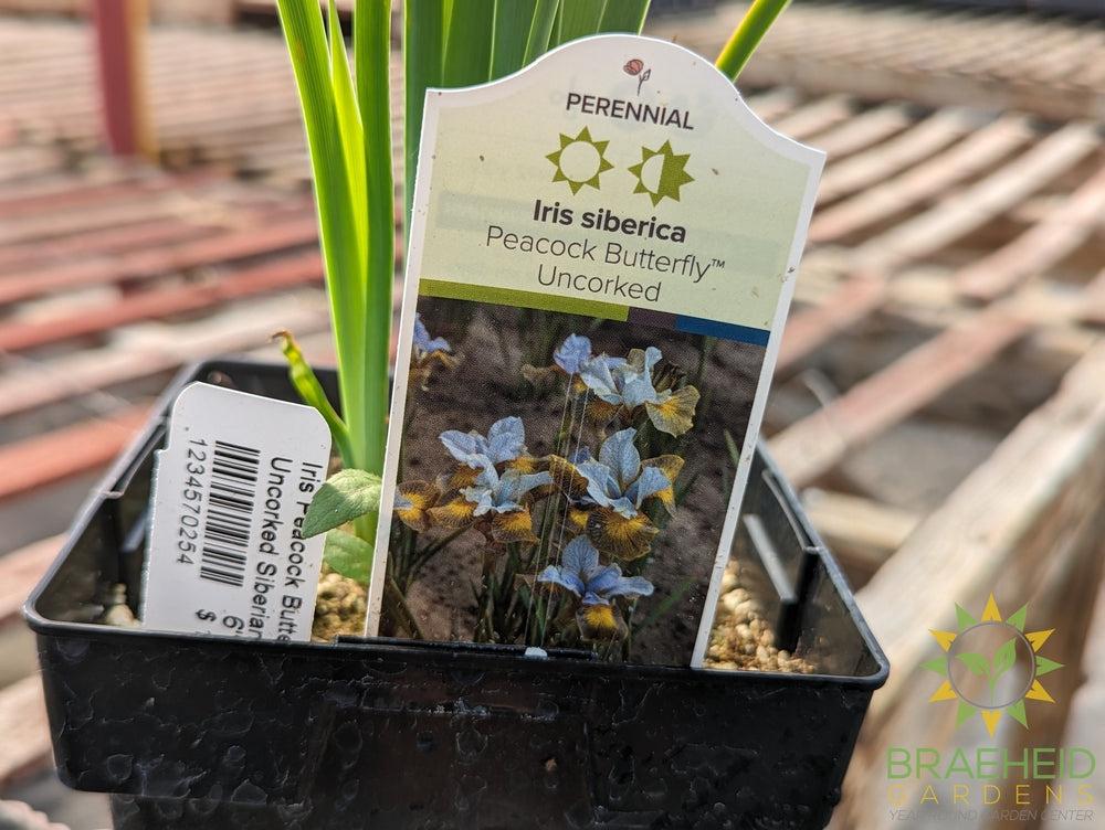 Iris Peacock Butterfly Uncorked Siberian - NO SHIP -