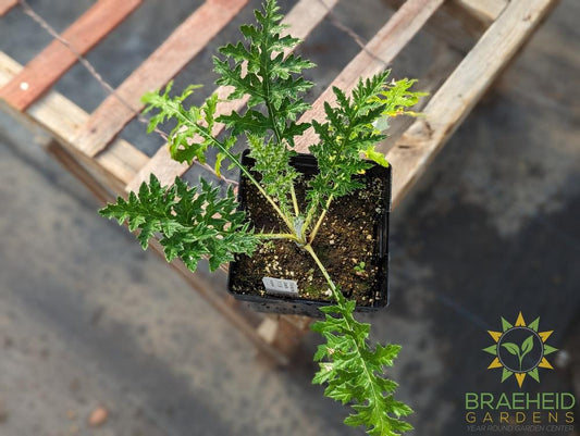 Platinum Blue Globe Thistle Echinops Ritro - NO SHIP -