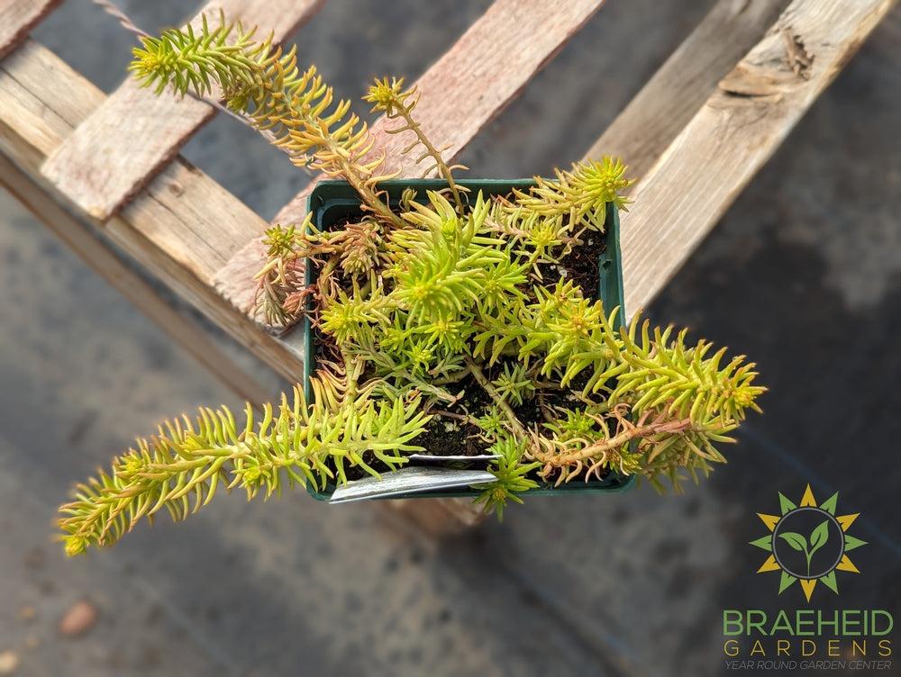 Sedum Prima Angelina - NO SHIP -