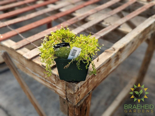 Irish Moss Aurea - NO SHIP -