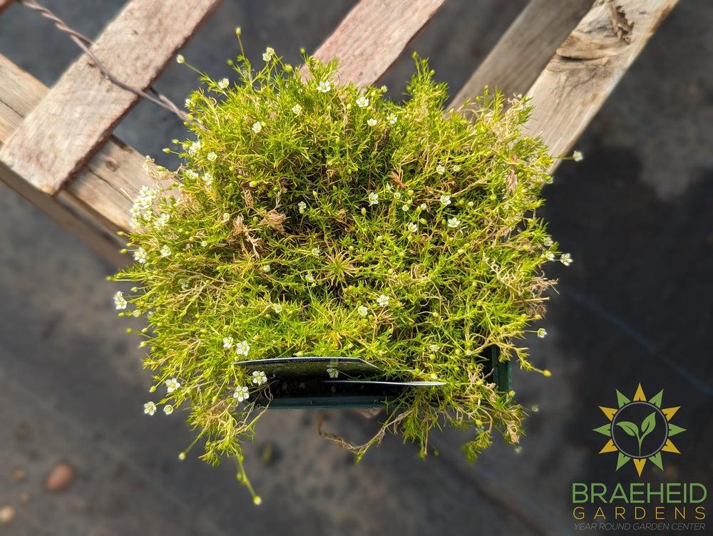 Irish Moss Aurea - NO SHIP -