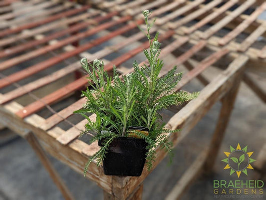 Yarrow Achillea Terracotta - NO SHIP -