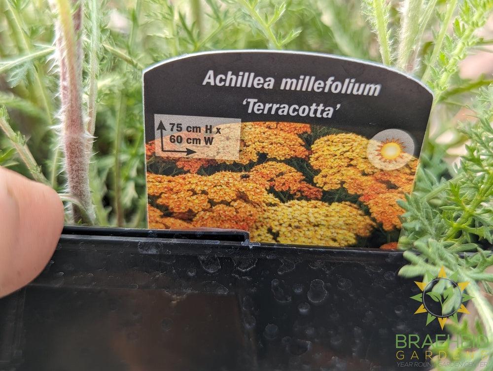 Yarrow Achillea Terracotta - NO SHIP -