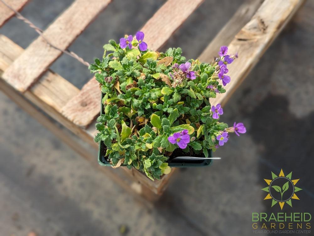 Rock Cress Red Purple Mix - NO SHIP -