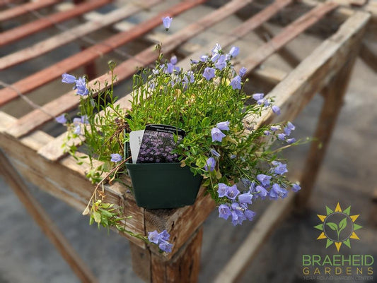 Campanula Bavarian Blue - NO SHIP -