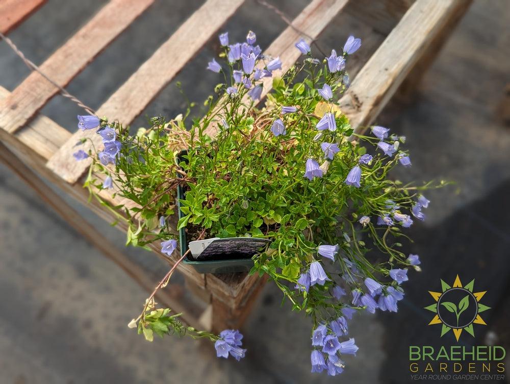 Campanula Bavarian Blue - NO SHIP -