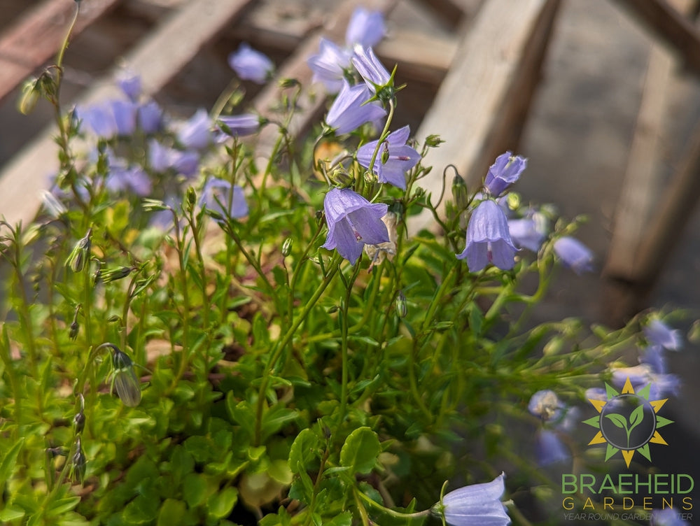 Campanula Bavarian Blue - NO SHIP -