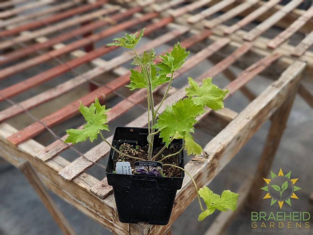 Dark Blue White Bee Delphinium