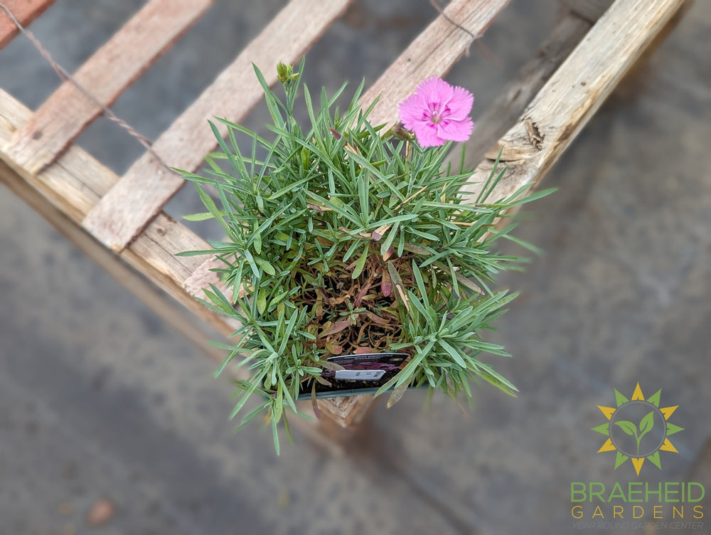 Dianthus 'Sweetness mix' - NO SHIP -