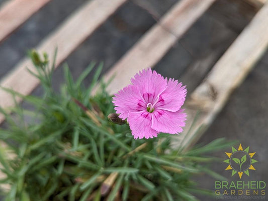 Dianthus 'Sweetness mix' - NO SHIP -
