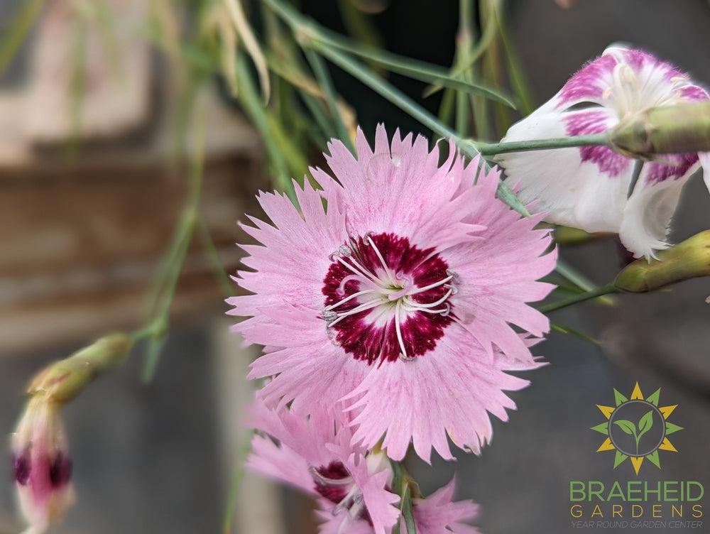 Dianthus 'Sweetness mix' - NO SHIP -