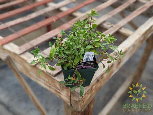 saponaria ocymoides Rock Soapwort - NO SHIP -