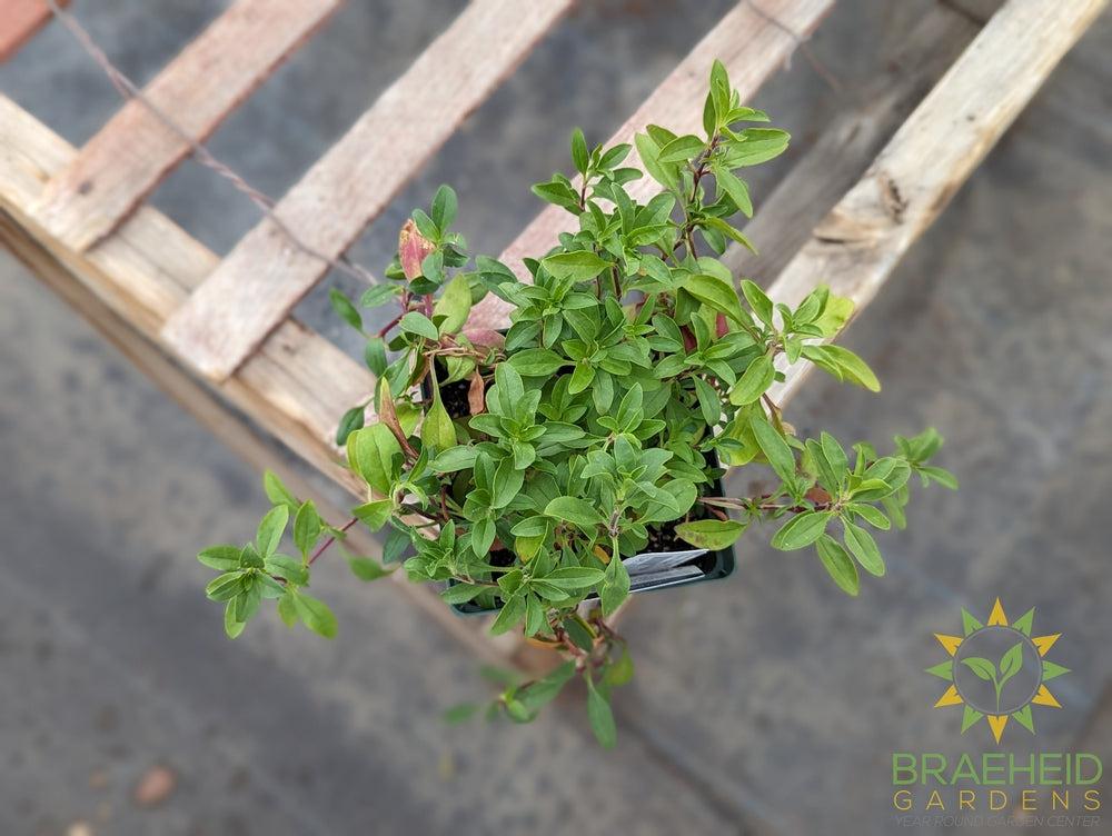 saponaria ocymoides Rock Soapwort - NO SHIP -