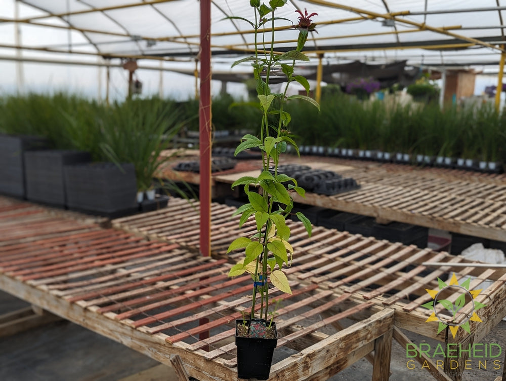 Bee Balm 'Jacob Kline' - NO SHIP -