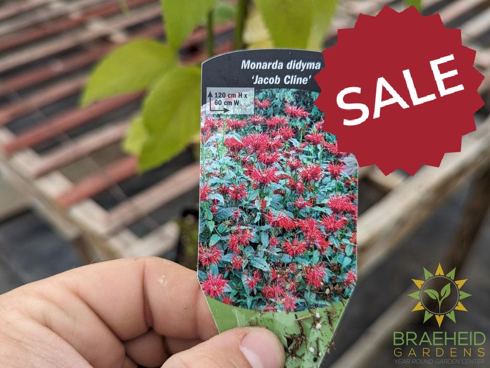 Bee Balm 'Jacob Kline' - NO SHIP -