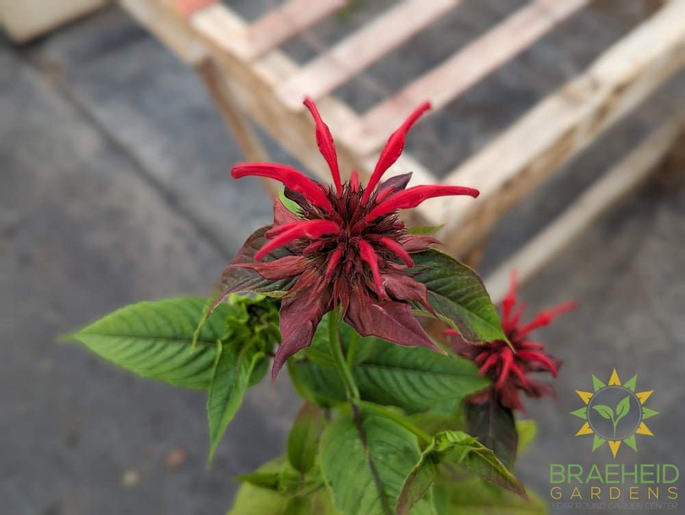 Bee Balm 'Jacob Kline' - NO SHIP -