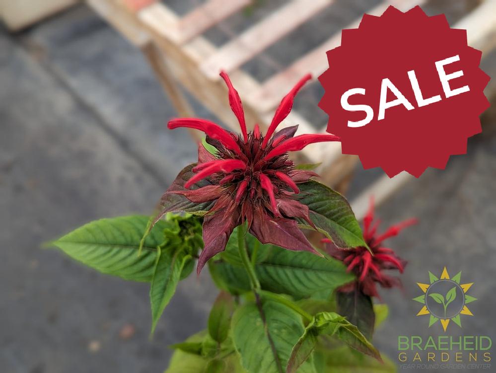 Bee Balm 'Jacob Kline' - NO SHIP -