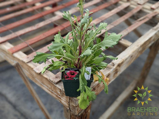 Blanket Flower 'Burgundy'
