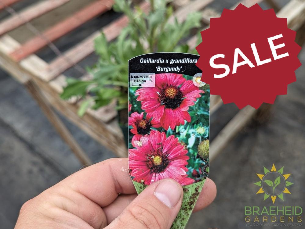 Blanket Flower 'Burgundy'