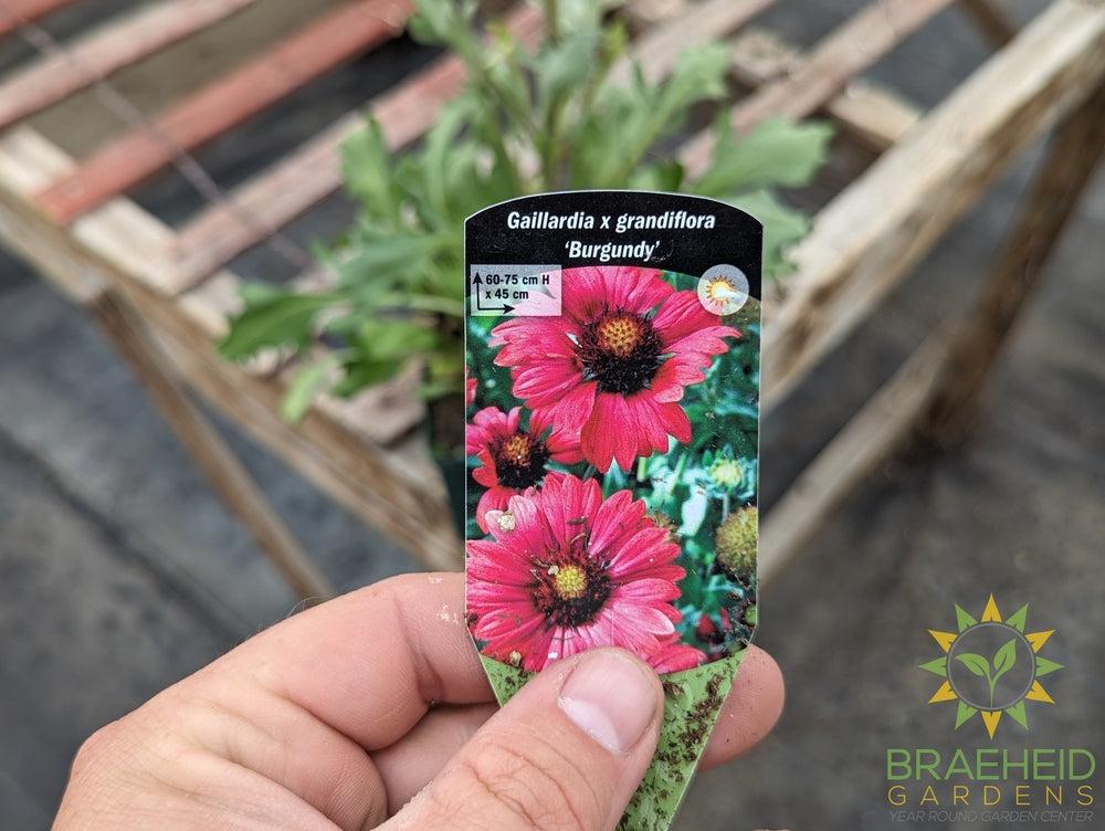 Blanket Flower 'Burgundy'