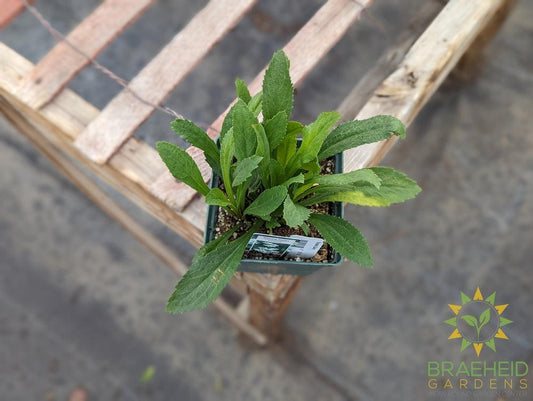 Shasta Daisy Leucanthemum - NO SHIP -