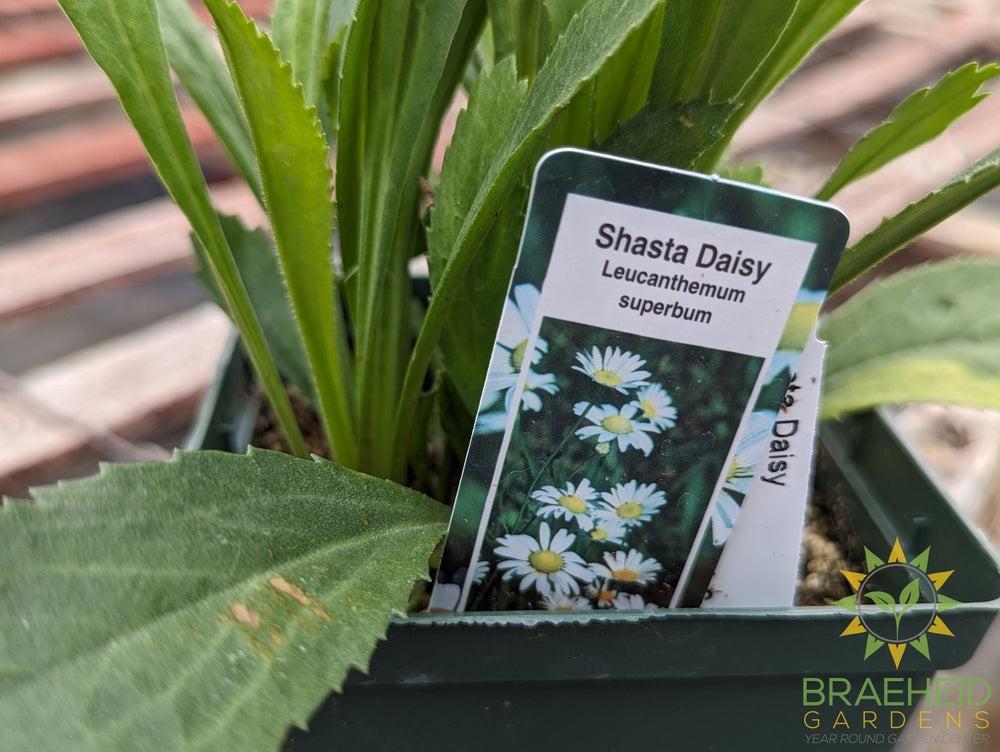 Shasta Daisy Leucanthemum - NO SHIP -