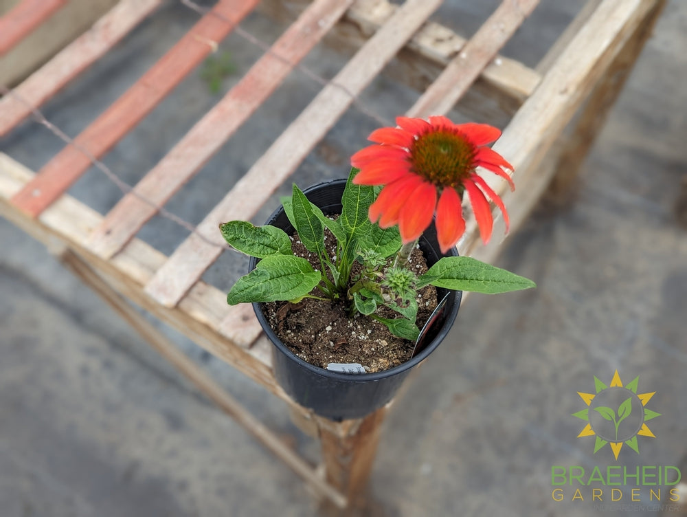 Echinacea 'Cheyenne Spirit' - NO SHIP -