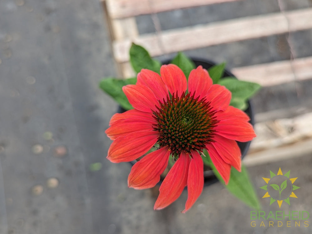 Echinacea 'Cheyenne Spirit' - NO SHIP -