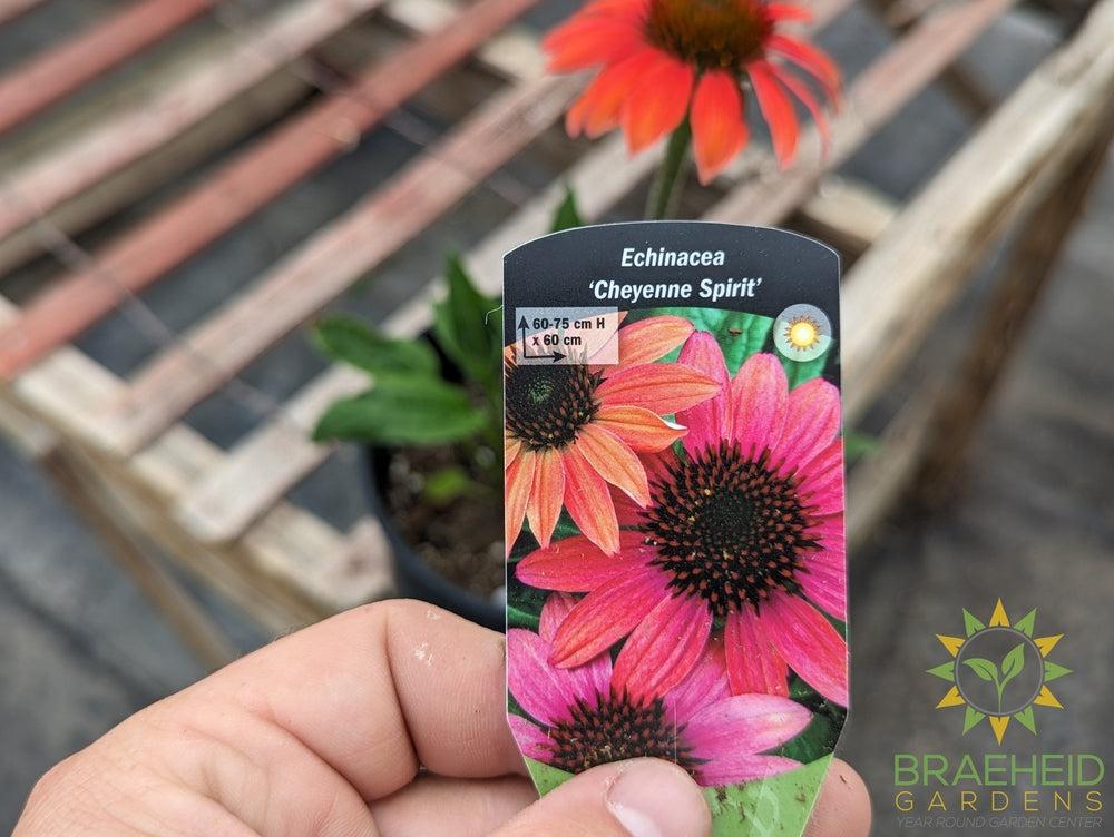 Echinacea 'Cheyenne Spirit' - NO SHIP -