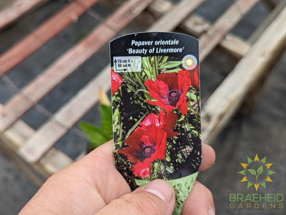 Oriental Poppy 'Beauty of Livermere' - NO SHIP -