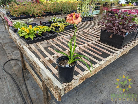 Daylily Lies and lipstick - NO SHIP -