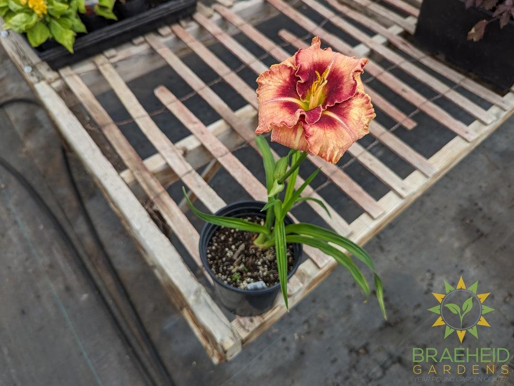 Daylily Lies and lipstick - NO SHIP -