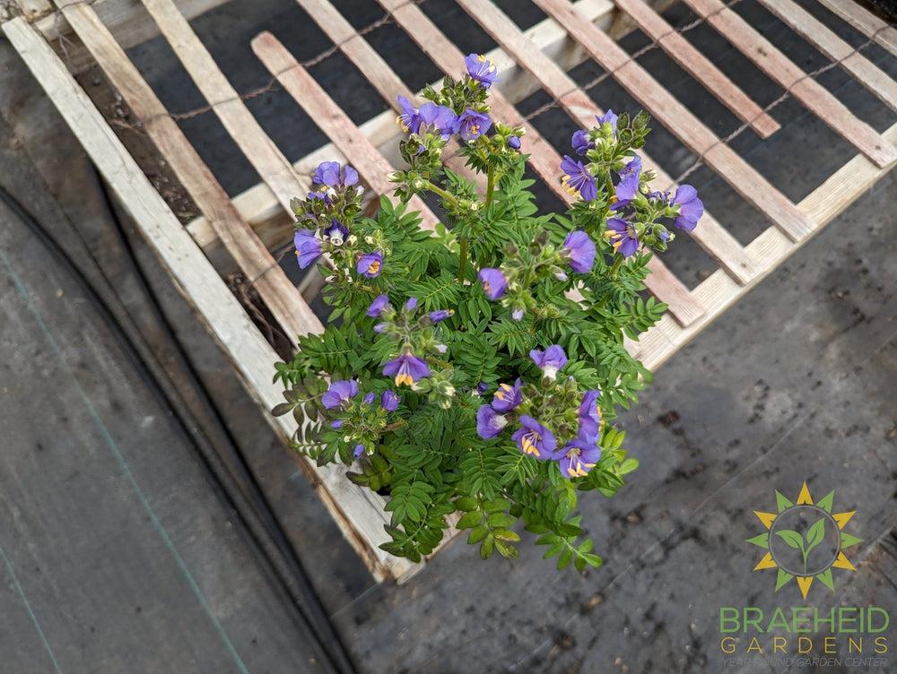 Jacob's Ladder Heavenly Habit