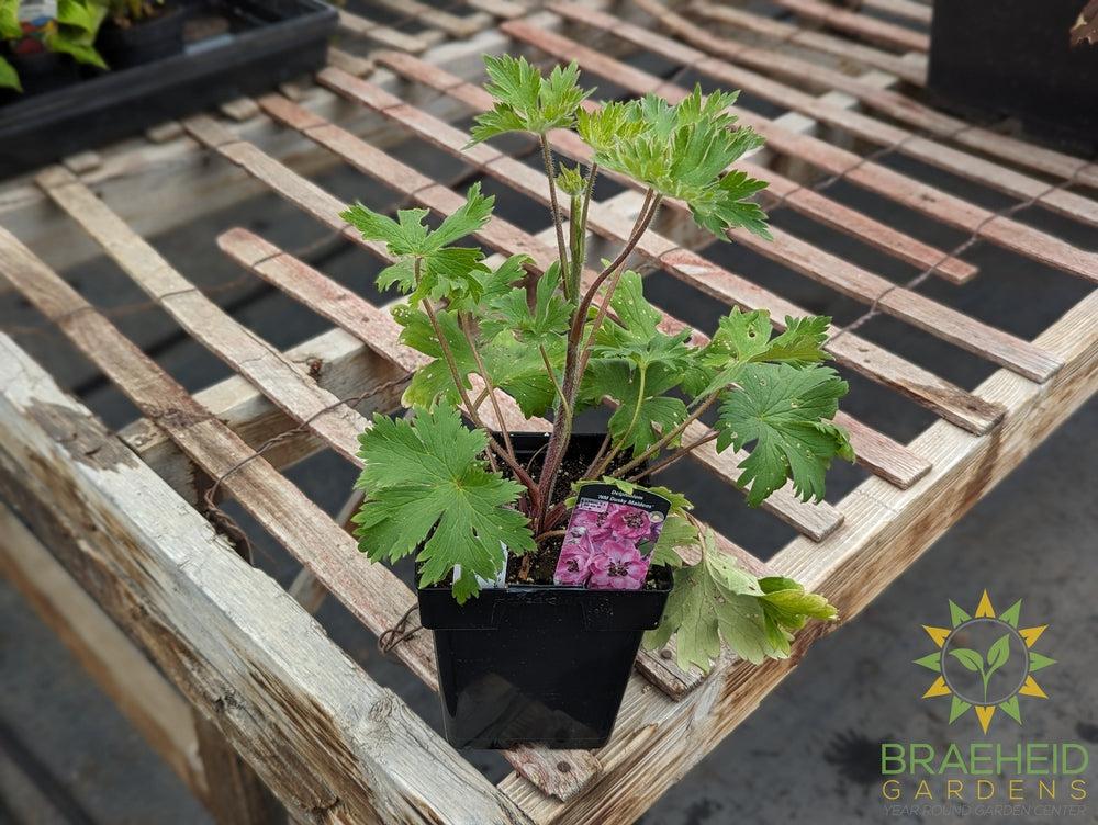 Delphinium 'Dusky Maidens' -NO SHIP-