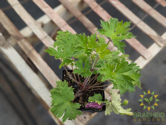 Delphinium 'Dusky Maidens' -NO SHIP-