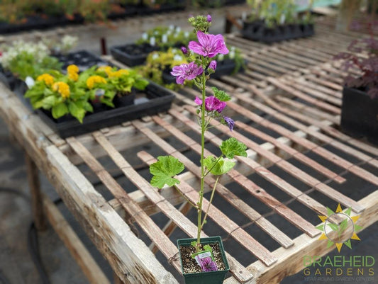 Malva Mystic Mix - NO SHIP -