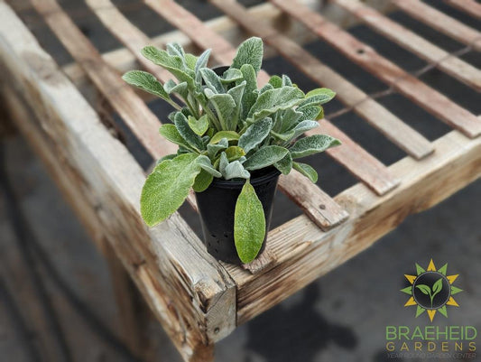 Stachys lanata Lambs ear